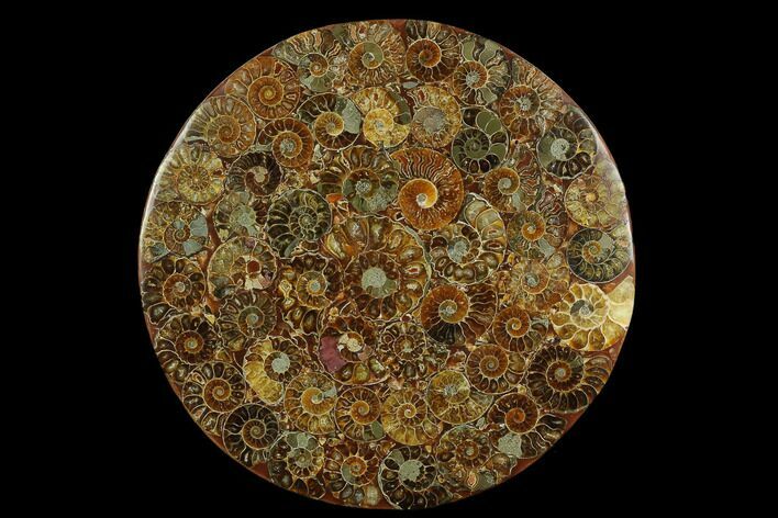 Composite Plate Of Agatized Ammonite Fossils #130563